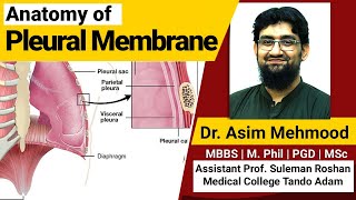 Anatomy of Pleural Membrane and Space  Hindi  Urdu [upl. by Demmer]