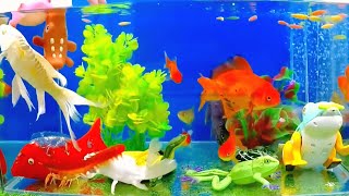 Get to know zebrafish goldfish koi carp pufferfish butterflies turtle frog  sea creatures [upl. by Kuster269]