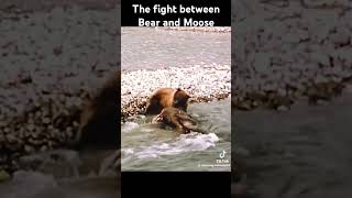 the fight between the Bear and the Moose bear moose wildlife britain [upl. by Edee316]