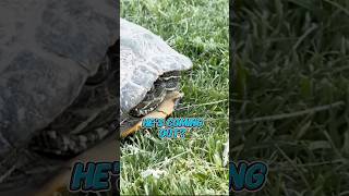 Goodbye Little Buddy Releasing our Tortoise Back to the Desert 🐢🌴 vlog vegaslife [upl. by Gnof]