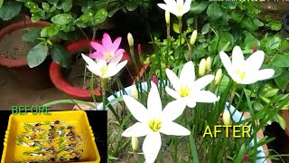 How to Grow Rain  zephyranithes Lily in pot at home with full update [upl. by Roye719]