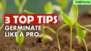 Stop Wasting Chilli Seeds Germinate Like a Pro [upl. by Brouwer]