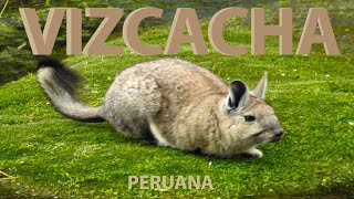 VIZCACHA [upl. by Mandeville991]