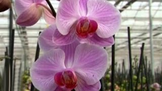 Orkide Bakım  Orkide Orchidaceae nasıl sulanır korunur 4 Bölüm [upl. by Jillane]