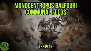 The Monocentropus Balfouri  Communal FEEDS 3 [upl. by Eirelav743]