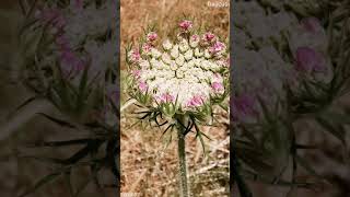 Daucus carota ή Δαύκος το καρότο άγριο καρότο [upl. by Ibbor161]