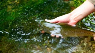 Fly Fishing UK Chalk Streams  The River Avon  Wilderness TV [upl. by Suinuj]