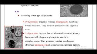 lysosomeamp Peroxisomes [upl. by Pallaton]