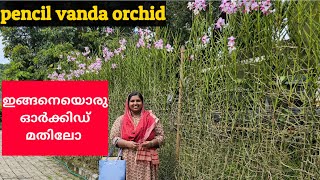 ഓർക്കിഡ് കൊണ്ടൊരു മതിൽ കാണാം  pencil vanda orchids [upl. by Elston]