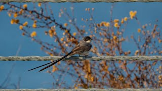 Forktailed Flycatcher on the Forgotten Coast [upl. by Jelks]