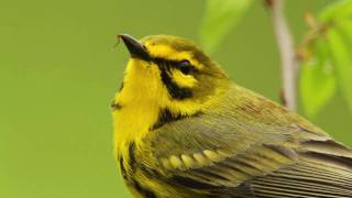 Prairie Warbler Portrait [upl. by Holton]