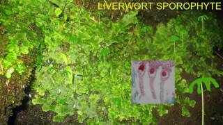 LIVERWORT LIFE CYCLE IMAGES [upl. by Tija182]