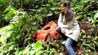 Amorphophallus titanum amp Rafflesia arnoldii Ekspedisi KPPL [upl. by Claus]