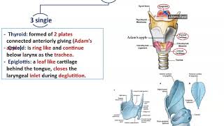 Anatomy of the Larynx  Dr Ahmed Farid [upl. by Given]