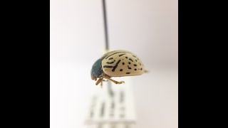 Entomology Collection Tour [upl. by Bosch]