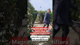 Magnolie grandiflora veșnic verde creare site cu platforma web wwwbryocom [upl. by Neetsyrk]