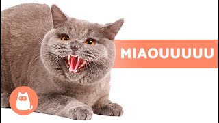 MIAULEMENTS de CHATS EN COLÈRE😾🔊 CHATS qui MIAULENT FORT [upl. by Gilbertine]