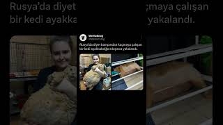 Rusya’da diyet kampından kaçmaya çalışan bir kedi ayakkabılığa sıkışınca yakalandı cat komikvideo [upl. by Tegdig775]