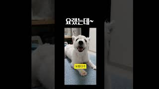 요랬는데요랬다가 🧡 화이트테리어 웨스티 강아지 반려견 유행 puppy dog westie whiteterrier [upl. by Eahsat]