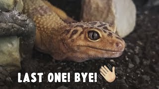 HOW MY GECKOS ARE DEALING WITH WINTER  December Weights 2018 [upl. by Daniels139]