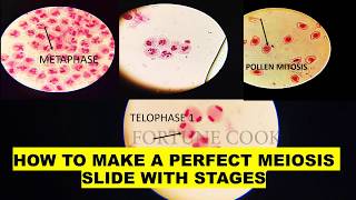 Phases of MEIOSIS  Stage identification and laboratory preparation from onion flower [upl. by Nitsid]