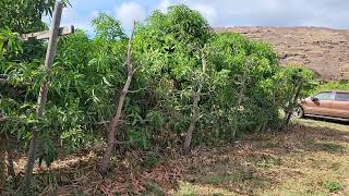 6 year old open tatura trellis mango 2024 [upl. by Bueschel532]