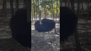 Wow so big ostrich youtubeshorts viralvideos reelsvideo zoo [upl. by Jacquet]