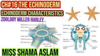 ZoologyMiller Harley Ch16 The Echinoderm Echinoderm Characteristics [upl. by Seale]