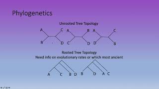 Bioinformatics Lecture 12 Phylogenetics and Molecular Clocks [upl. by Nnayllek]