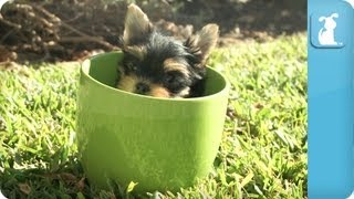 Yorkie Puppies in Teacups [upl. by Nyllaf]