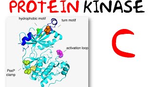 Protein kinase c pathway [upl. by Marsh]