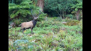 Part 4 Wet n wild Fiordland 2019 Wapiti Ballot hunt [upl. by Eelorac]