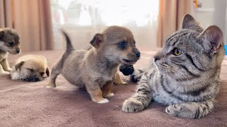 Funny Cat Reaction to Puppies Kitty sees them for the First Time [upl. by Tania]