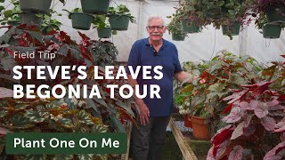 Steves Leaves BEGONIA TOUR — Ep292 [upl. by Domenic777]