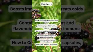 Elderberry for Immunity and Cold Relief herbal herbalmedicine [upl. by Eyr]