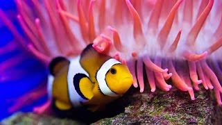 Nature Documentaire Francais Lincroyable Vie Des Poissons►à lintérieur de leurs palais de corail [upl. by Fleda]