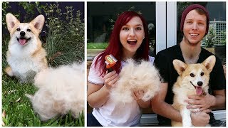 HOW MUCH DOES A CORGI SHED  Testing the FURminator [upl. by Acined]