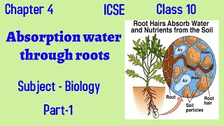 L2 Water absorption by roots Plant Physiology Bsc Botany 5th sem  Dr Rajib Borah Axomia Botany [upl. by Grobe]