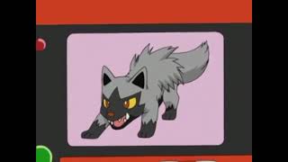 Poochyena Pokedex Entry [upl. by Nad]