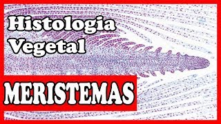 Histologia vegetal  Meristemas  tecidos vegetais aula 1 [upl. by Rosabel]