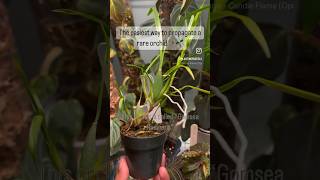 Orchids are so easy to propagate using this method orchids gomsearadicans orchid [upl. by Erihppas880]