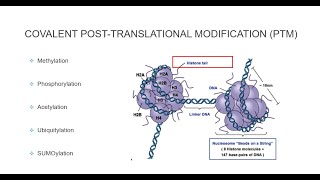 Histone Post Translational Modifications [upl. by Jorin]