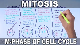 Mitosis  MPhase [upl. by Jereme]