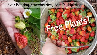 EverBearing Strawberries Fast Multiplying Free Plants [upl. by Siduhey954]