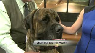 Meet the English Mastiff [upl. by Dewhurst]