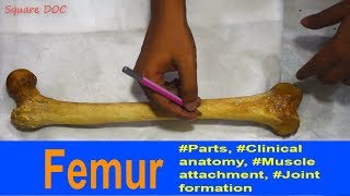 Femur  Anatomy Bones Demonstration  Bangla  Square DOC [upl. by Enifesoj]