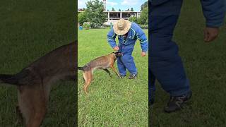 ‼️Oh oh Hard bite🪖 REXZONEODESSA Malinois training Odessa 2024 [upl. by Marcell]