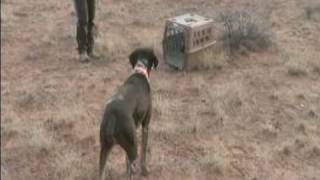 How to Hunt with Bird Dogs  How Hunting Dogs Point to the Bird [upl. by Fugere]