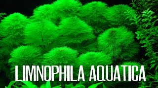 Limnophila aquatica [upl. by Apfel]