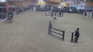 Topeka Livestock Auction Live Stream [upl. by Isnam]